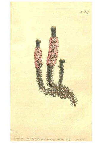 Reproducción/Reproduction 34324127074: The Botanical magazine, or, Flower-garden displayed ... /. [S.l. :s.n.],1790-1800 ;