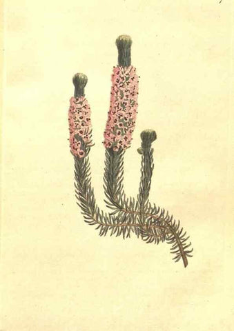 Reproducción/Reproduction 34324127074: The Botanical magazine, or, Flower-garden displayed ... /. [S.l. :s.n.],1790-1800 ;