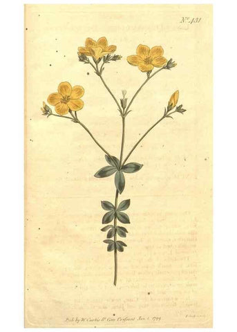 Reproducción/Reproduction 35004076472: The Botanical magazine, or, Flower-garden displayed ... /. [S.l. :s.n.],1790-1800 ;