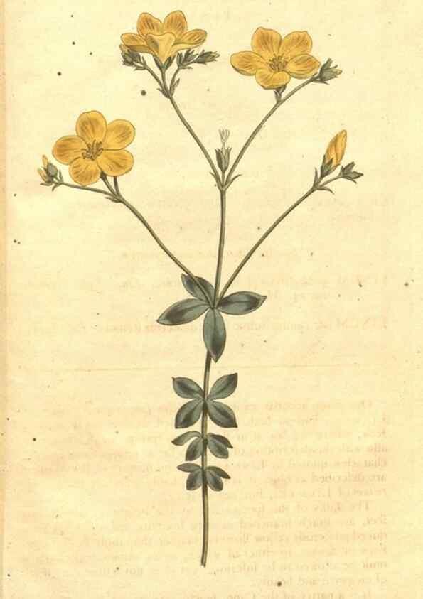 Reproducción/Reproduction 35004076472: The Botanical magazine, or, Flower-garden displayed ... /. [S.l. :s.n.],1790-1800 ;