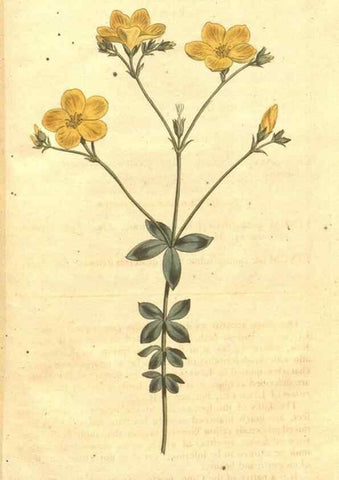 Reproducción/Reproduction 35004076472: The Botanical magazine, or, Flower-garden displayed ... /. [S.l. :s.n.],1790-1800 ;