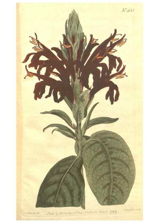 Reproducción/Reproduction 35004077572: The Botanical magazine, or, Flower-garden displayed ... /. [S.l. :s.n.],1790-1800 ;