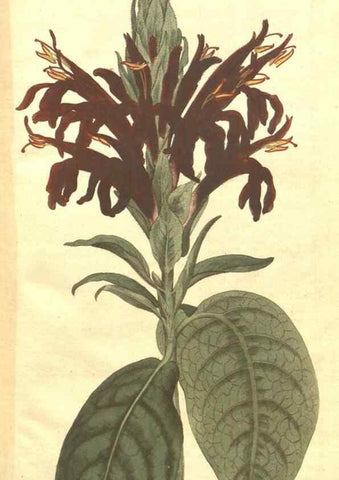 Reproducción/Reproduction 35004077572: The Botanical magazine, or, Flower-garden displayed ... /. [S.l. :s.n.],1790-1800 ;