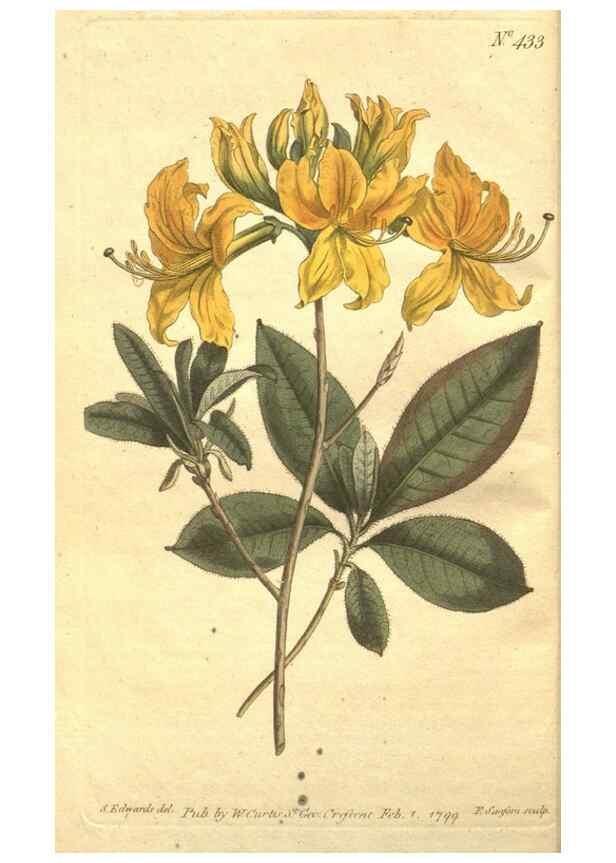 Reproducción/Reproduction 34782596150: The Botanical magazine, or, Flower-garden displayed ... /. [S.l. :s.n.],1790-1800 ;
