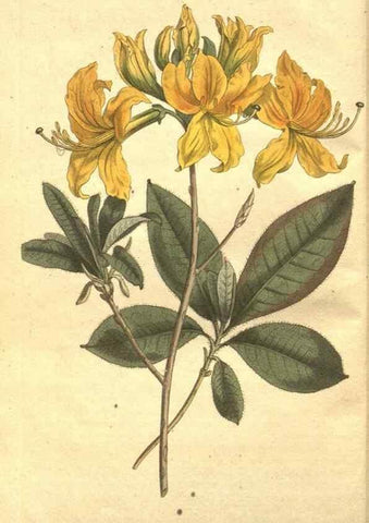 Reproducción/Reproduction 34782596150: The Botanical magazine, or, Flower-garden displayed ... /. [S.l. :s.n.],1790-1800 ;
