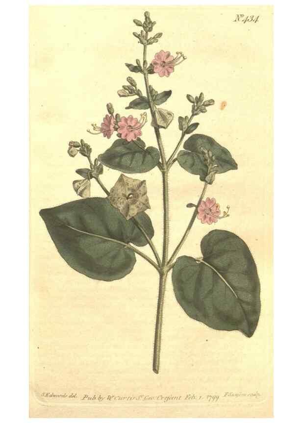 Reproducción/Reproduction 35038386331: The Botanical magazine, or, Flower-garden displayed ... /. [S.l. :s.n.],1790-1800 ;