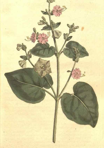 Reproducción/Reproduction 35038386331: The Botanical magazine, or, Flower-garden displayed ... /. [S.l. :s.n.],1790-1800 ;