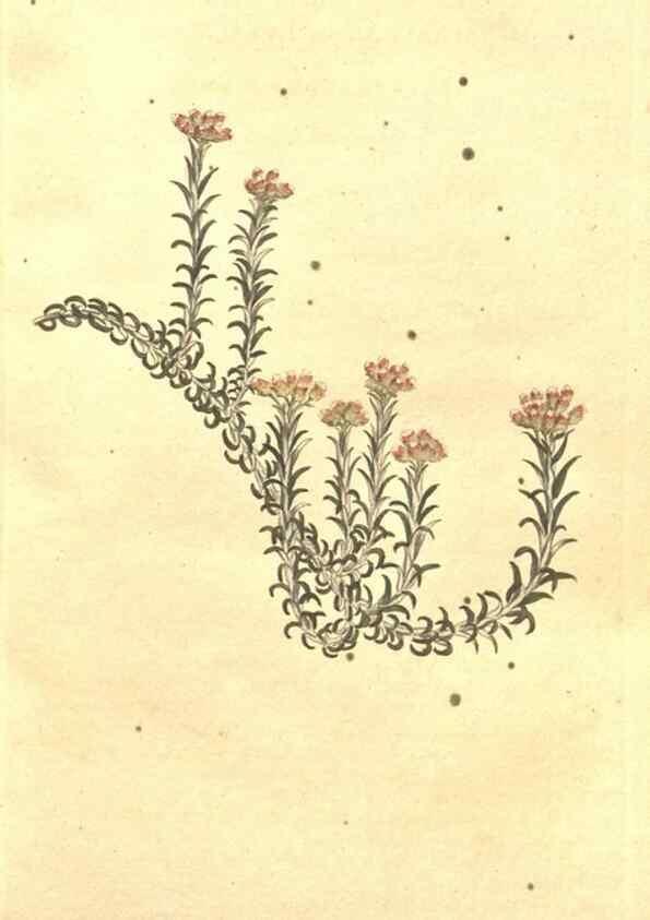 Reproducción/Reproduction 35169144165: The Botanical magazine, or, Flower-garden displayed ... /. [S.l. :s.n.],1790-1800 ;