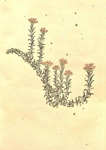 Reproducción/Reproduction 35169144165: The Botanical magazine, or, Flower-garden displayed ... /. [S.l. :s.n.],1790-1800 ;