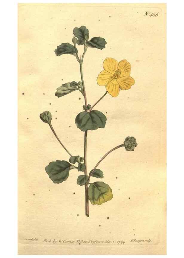 Reproducción/Reproduction 35169146785: The Botanical magazine, or, Flower-garden displayed ... /. [S.l. :s.n.],1790-1800 ;