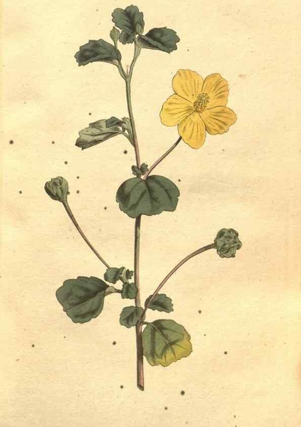 Reproducción/Reproduction 35169146785: The Botanical magazine, or, Flower-garden displayed ... /. [S.l. :s.n.],1790-1800 ;