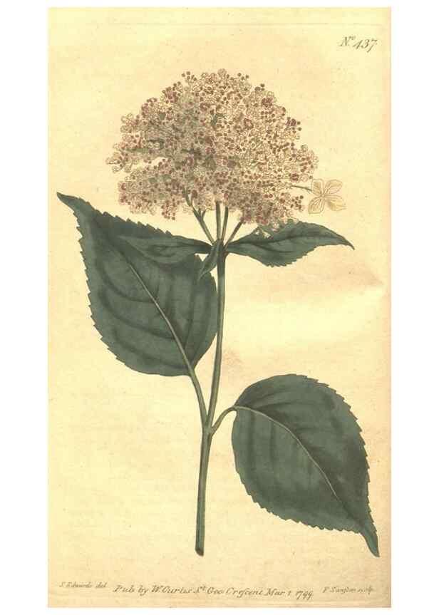 Reproducción/Reproduction 35169149285: The Botanical magazine, or, Flower-garden displayed ... /. [S.l. :s.n.],1790-1800 ;