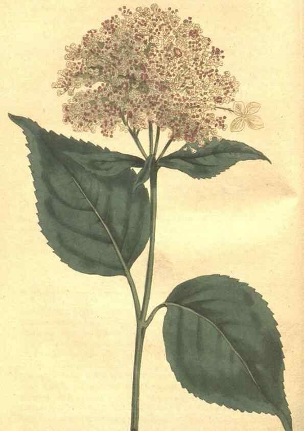 Reproducción/Reproduction 35169149285: The Botanical magazine, or, Flower-garden displayed ... /. [S.l. :s.n.],1790-1800 ;