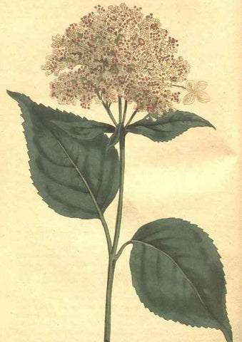 Reproducción/Reproduction 35169149285: The Botanical magazine, or, Flower-garden displayed ... /. [S.l. :s.n.],1790-1800 ;