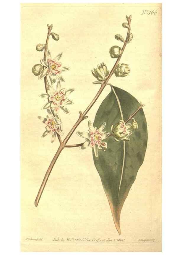 Reproducción/Reproduction 34782678650: The Botanical magazine, or, Flower-garden displayed ... /. [S.l. :s.n.],1790-1800 ;