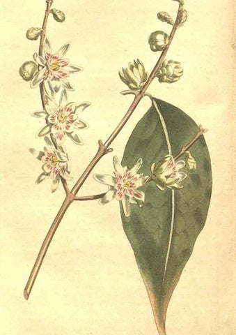 Reproducción/Reproduction 34782678650: The Botanical magazine, or, Flower-garden displayed ... /. [S.l. :s.n.],1790-1800 ;