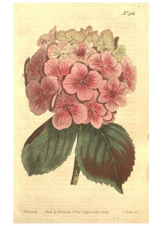 Reproducción/Reproduction 34359462853: The Botanical magazine, or, Flower-garden displayed ... /. [S.l. :s.n.],1790-1800 ;