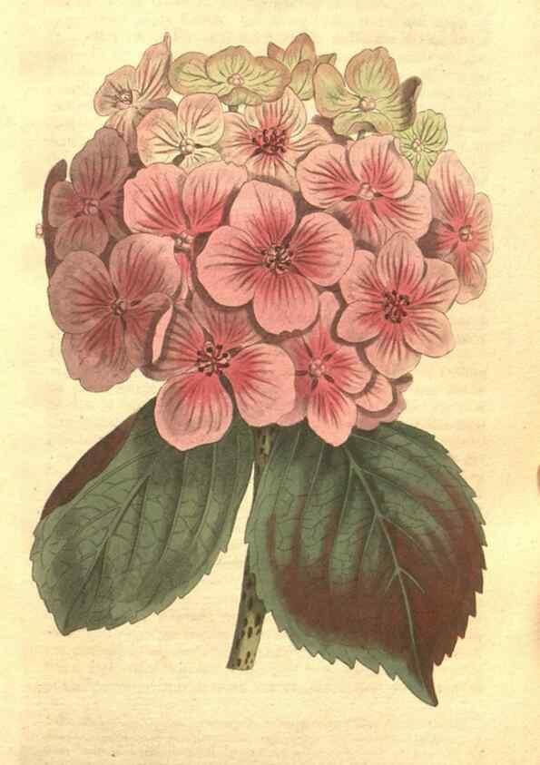 Reproducción/Reproduction 34359462853: The Botanical magazine, or, Flower-garden displayed ... /. [S.l. :s.n.],1790-1800 ;