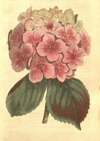 Reproducción/Reproduction 34359462853: The Botanical magazine, or, Flower-garden displayed ... /. [S.l. :s.n.],1790-1800 ;