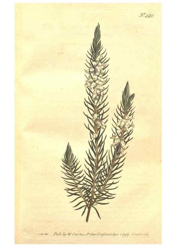 Reproducción/Reproduction 35129233816: The Botanical magazine, or, Flower-garden displayed ... /. [S.l. :s.n.],1790-1800 ;