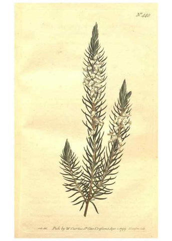 Reproducción/Reproduction 35129233816: The Botanical magazine, or, Flower-garden displayed ... /. [S.l. :s.n.],1790-1800 ;