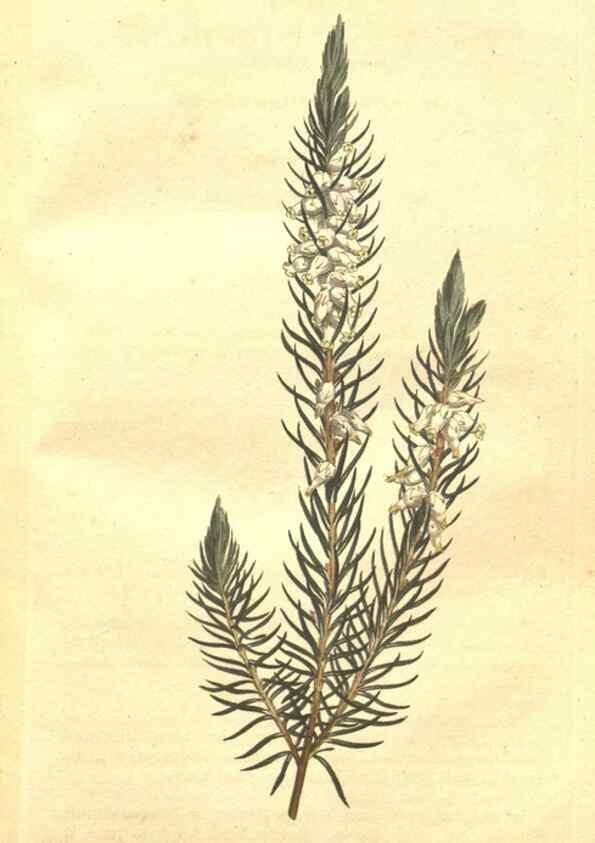 Reproducción/Reproduction 35129233816: The Botanical magazine, or, Flower-garden displayed ... /. [S.l. :s.n.],1790-1800 ;