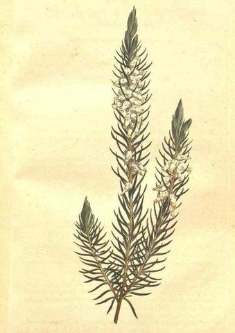 Reproducción/Reproduction 35129233816: The Botanical magazine, or, Flower-garden displayed ... /. [S.l. :s.n.],1790-1800 ;
