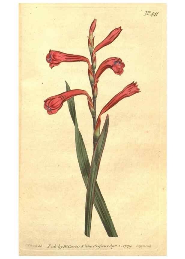 Reproducción/Reproduction 35129235196: The Botanical magazine, or, Flower-garden displayed ... /. [S.l. :s.n.],1790-1800 ;