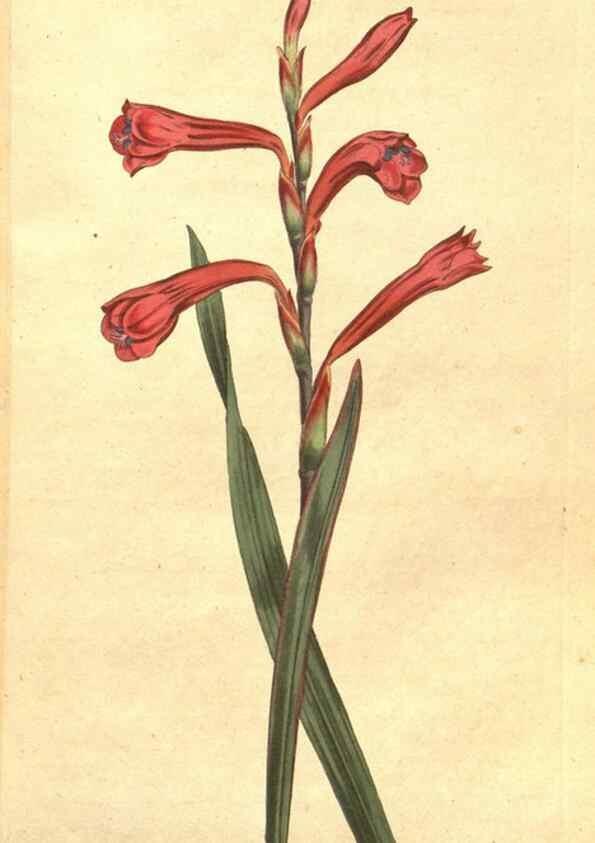 Reproducción/Reproduction 35129235196: The Botanical magazine, or, Flower-garden displayed ... /. [S.l. :s.n.],1790-1800 ;