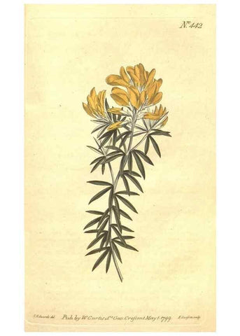 Reproducción/Reproduction 35129236526: The Botanical magazine, or, Flower-garden displayed ... /. [S.l. :s.n.],1790-1800 ;