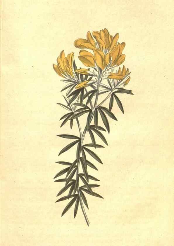 Reproducción/Reproduction 35129236526: The Botanical magazine, or, Flower-garden displayed ... /. [S.l. :s.n.],1790-1800 ;