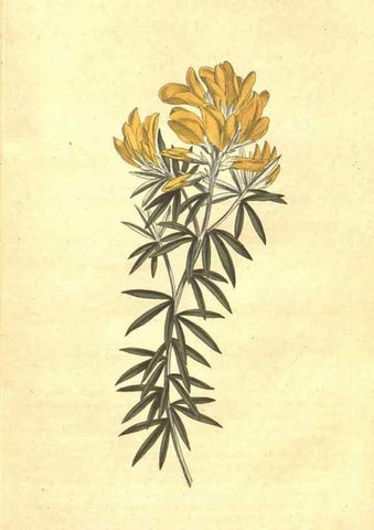 Reproducción/Reproduction 35129236526: The Botanical magazine, or, Flower-garden displayed ... /. [S.l. :s.n.],1790-1800 ;