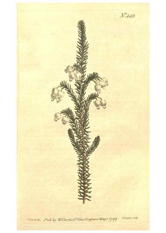 Reproducción/Reproduction 35129238006: The Botanical magazine, or, Flower-garden displayed ... /. [S.l. :s.n.],1790-1800 ;