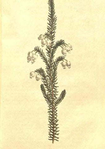 Reproducción/Reproduction 35129238006: The Botanical magazine, or, Flower-garden displayed ... /. [S.l. :s.n.],1790-1800 ;