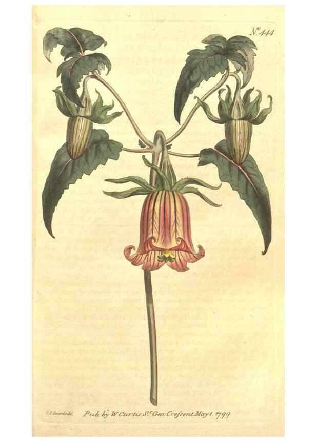 Reproducción/Reproduction 35129240246: The Botanical magazine, or, Flower-garden displayed ... /. [S.l. :s.n.],1790-1800 ;