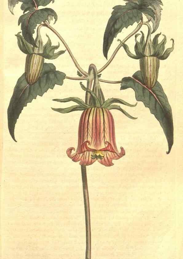 Reproducción/Reproduction 35129240246: The Botanical magazine, or, Flower-garden displayed ... /. [S.l. :s.n.],1790-1800 ;