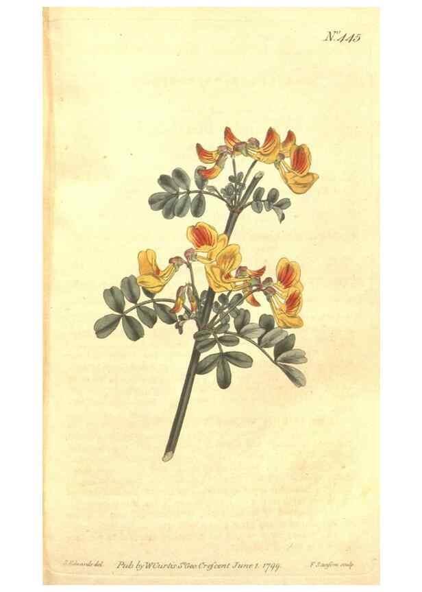 Reproducción/Reproduction 34324124644: The Botanical magazine, or, Flower-garden displayed ... /. [S.l. :s.n.],1790-1800 ;