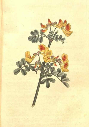 Reproducción/Reproduction 34324124644: The Botanical magazine, or, Flower-garden displayed ... /. [S.l. :s.n.],1790-1800 ;