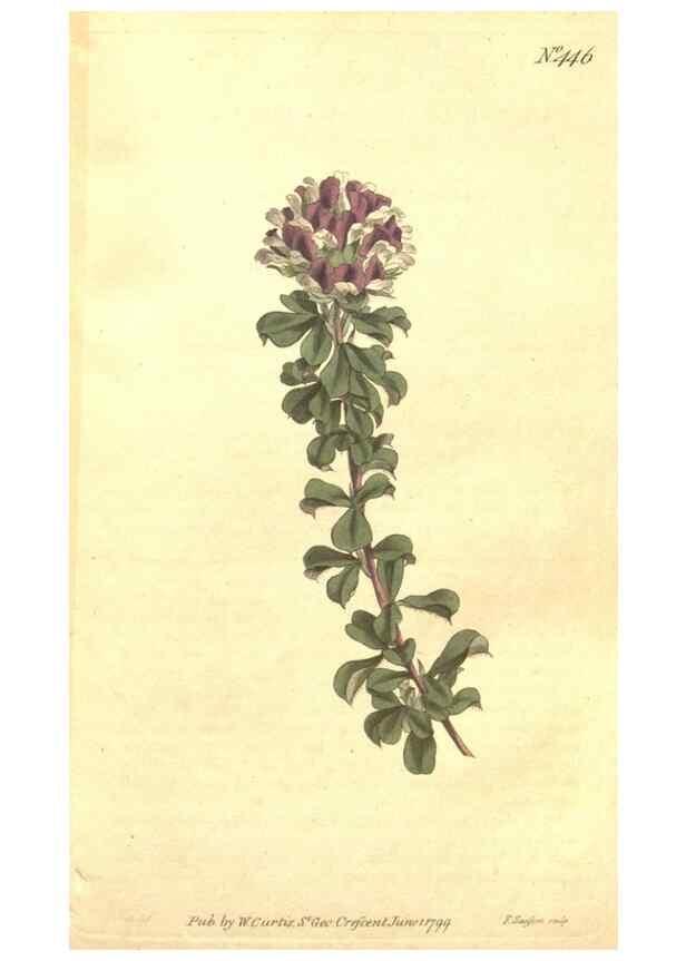 Reproducción/Reproduction 35129244076: The Botanical magazine, or, Flower-garden displayed ... /. [S.l. :s.n.],1790-1800 ;