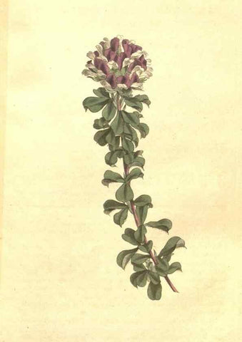 Reproducción/Reproduction 35129244076: The Botanical magazine, or, Flower-garden displayed ... /. [S.l. :s.n.],1790-1800 ;