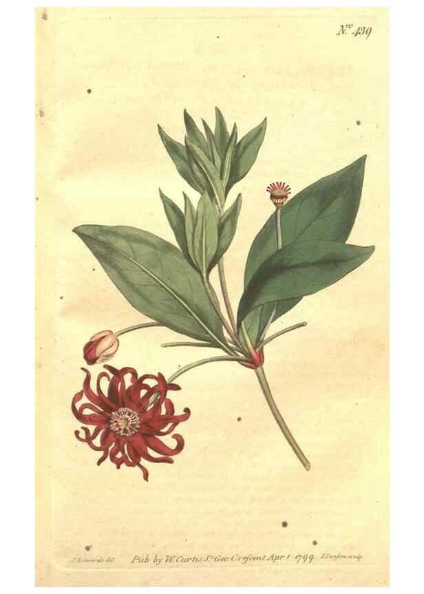 Reproducción/Reproduction 35129232456: The Botanical magazine, or, Flower-garden displayed ... /. [S.l. :s.n.],1790-1800 ;