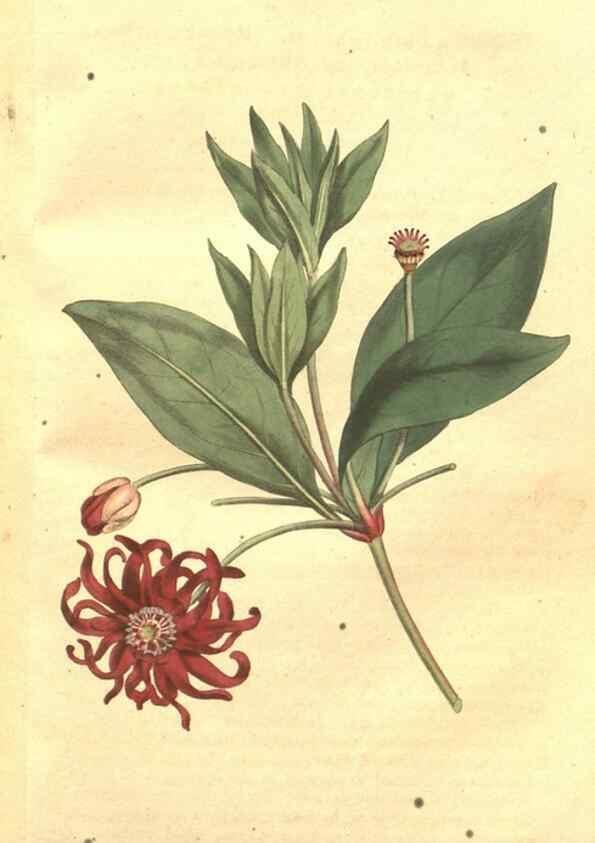 Reproducción/Reproduction 35129232456: The Botanical magazine, or, Flower-garden displayed ... /. [S.l. :s.n.],1790-1800 ;