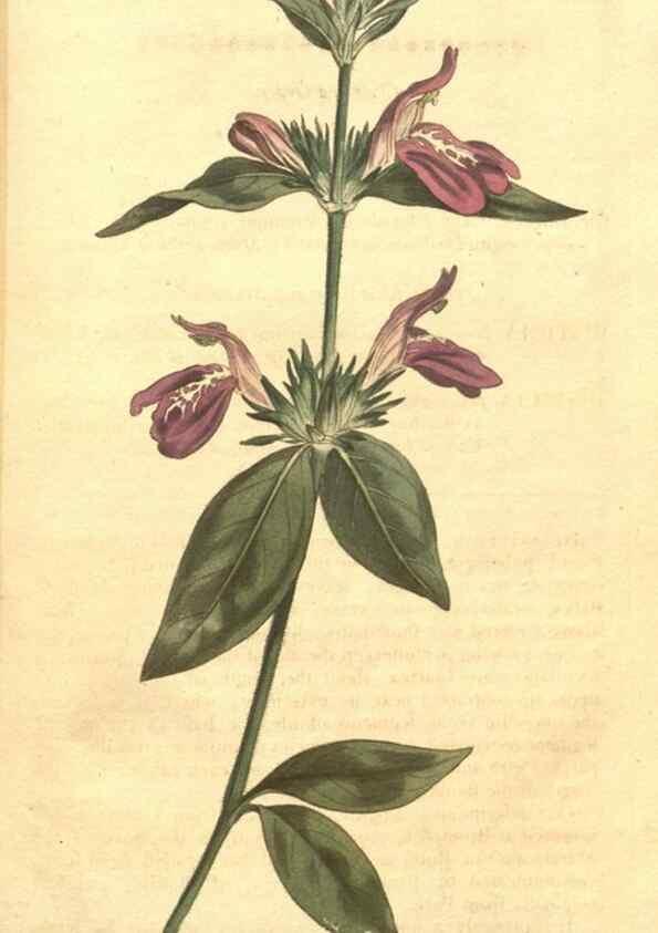 Reproducción/Reproduction 34359325373: The Botanical magazine, or, Flower-garden displayed ... /. [S.l. :s.n.],1790-1800 ;