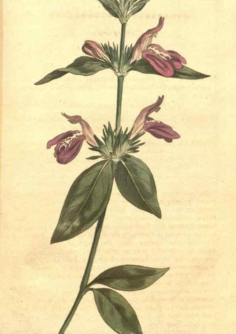 Reproducción/Reproduction 34359325373: The Botanical magazine, or, Flower-garden displayed ... /. [S.l. :s.n.],1790-1800 ;