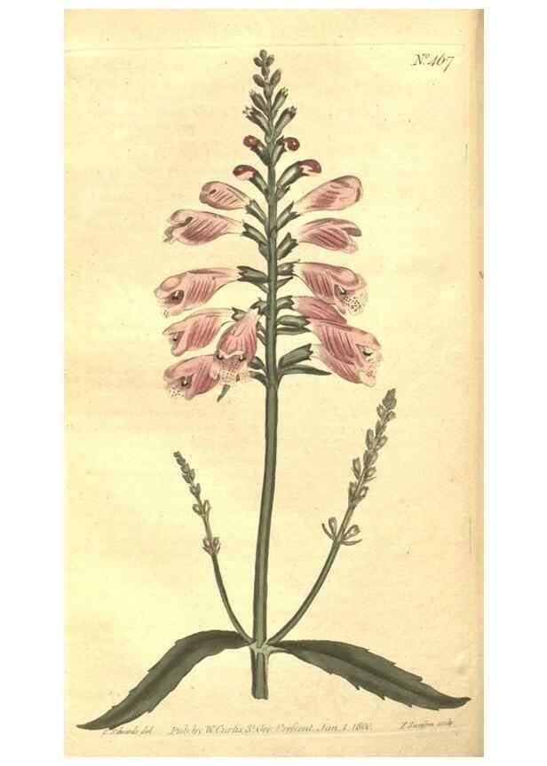 Reproducción/Reproduction 34782680800: The Botanical magazine, or, Flower-garden displayed ... /. [S.l. :s.n.],1790-1800 ;