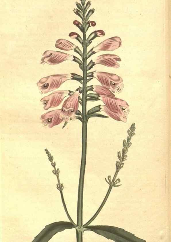 Reproducción/Reproduction 34782680800: The Botanical magazine, or, Flower-garden displayed ... /. [S.l. :s.n.],1790-1800 ;