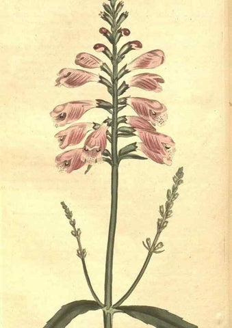 Reproducción/Reproduction 34782680800: The Botanical magazine, or, Flower-garden displayed ... /. [S.l. :s.n.],1790-1800 ;