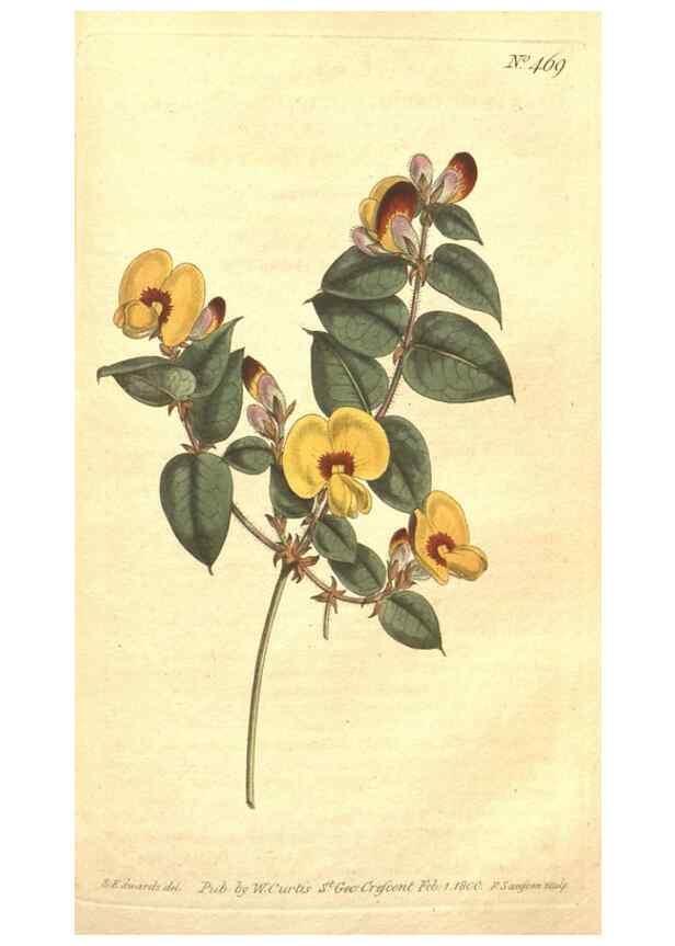 Reproducción/Reproduction 35129289396: The Botanical magazine, or, Flower-garden displayed ... /. [S.l. :s.n.],1790-1800 ;