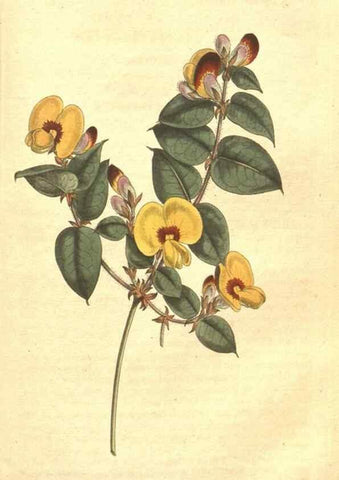 Reproducción/Reproduction 35129289396: The Botanical magazine, or, Flower-garden displayed ... /. [S.l. :s.n.],1790-1800 ;