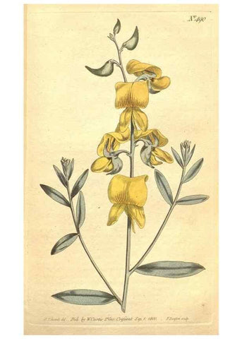 Reproducción/Reproduction 35169257245: The Botanical magazine, or, Flower-garden displayed ... /. [S.l. :s.n.],1790-1800 ;